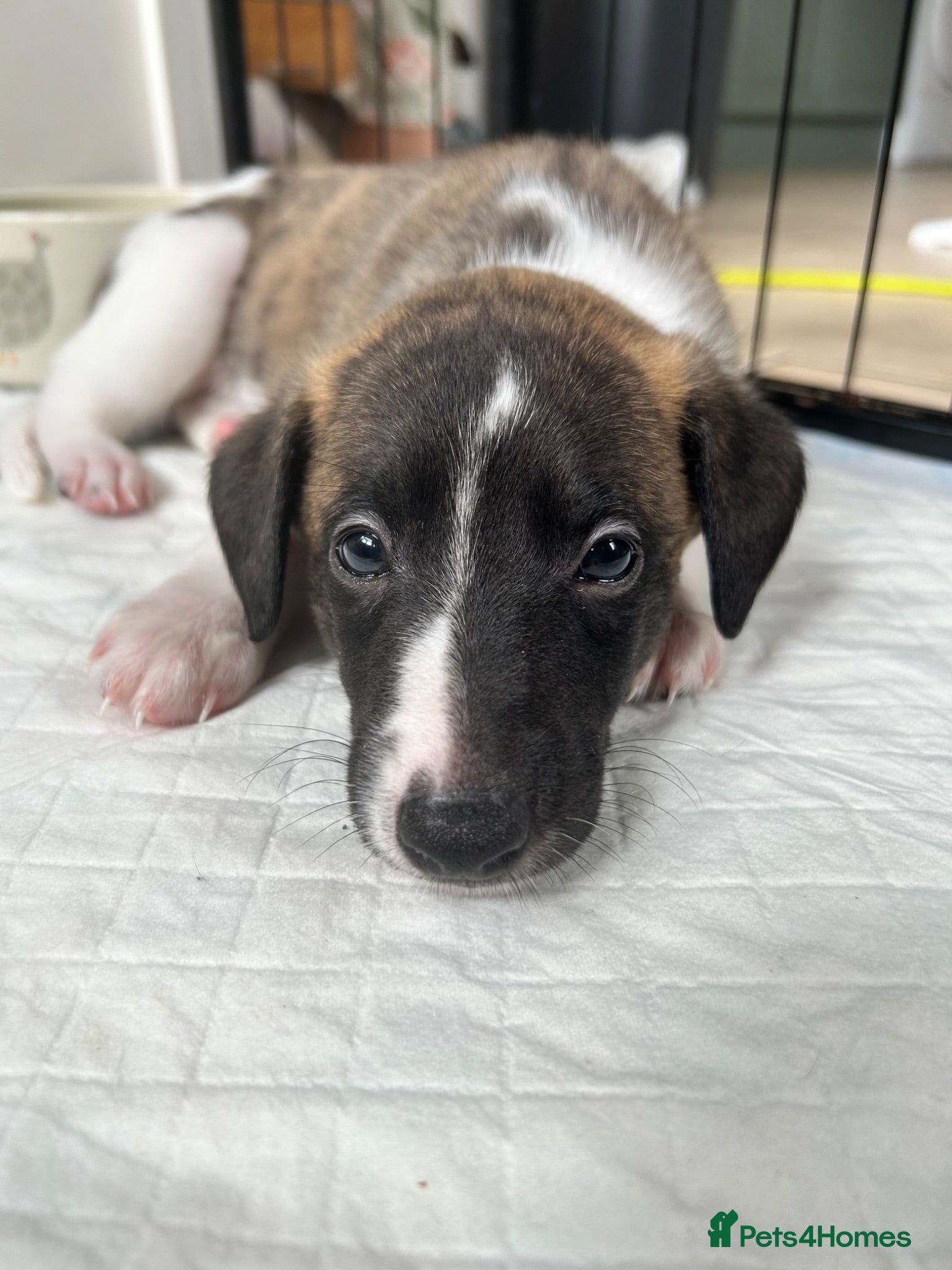 Whippet dogs Stunning pedigree whippet puppies  - Advert 1