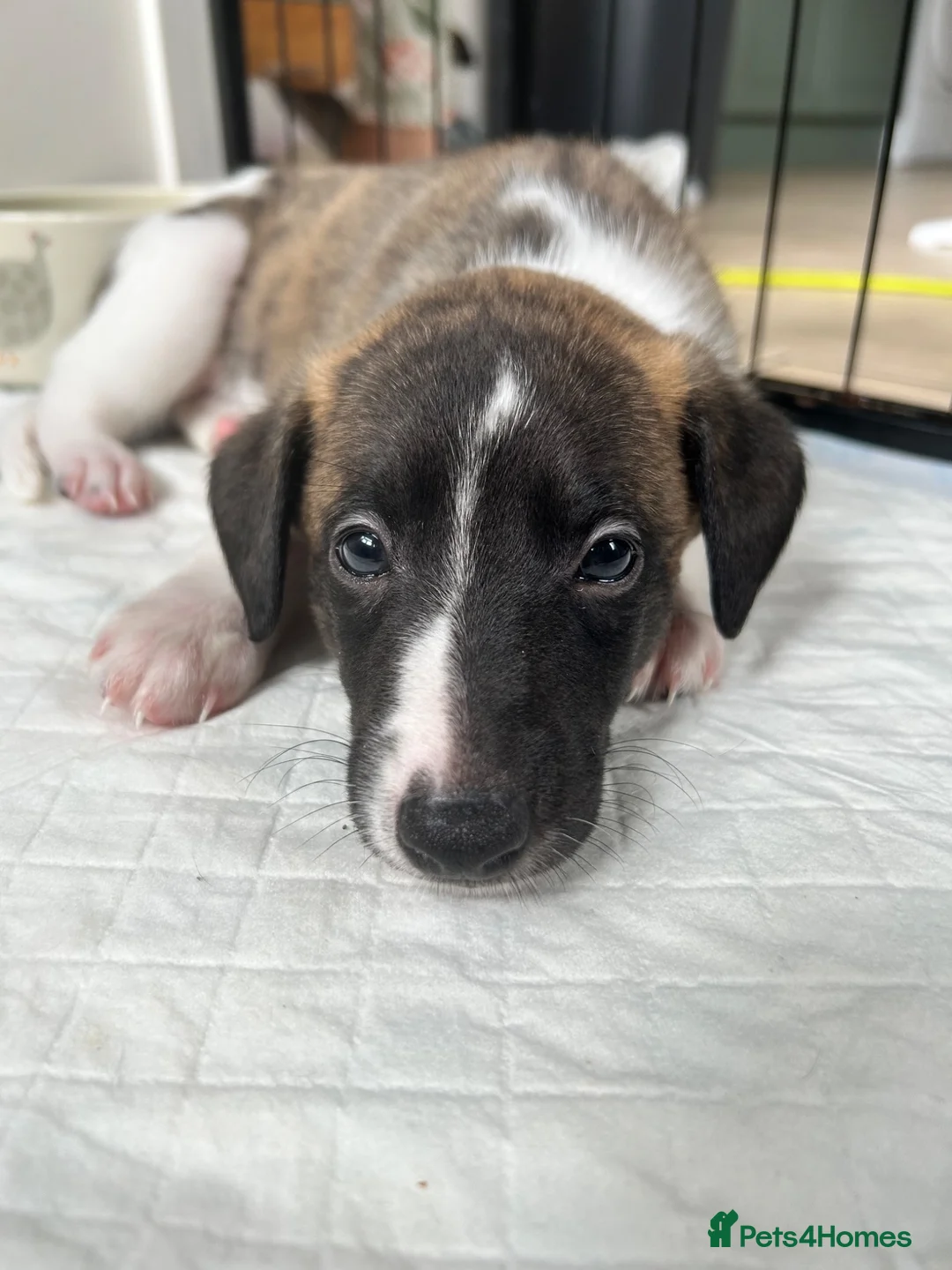 Whippet dogs for sale: One stunning pedigree whippet boy left  - Advert 2