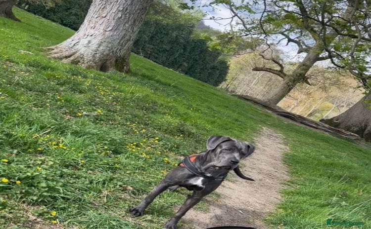 Cane Corso dogs - Advert 1