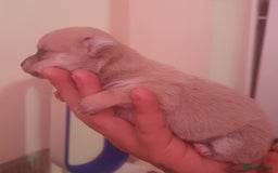 Chihuahua dogs for sale: chihuahua beautiful little girl - Image 3