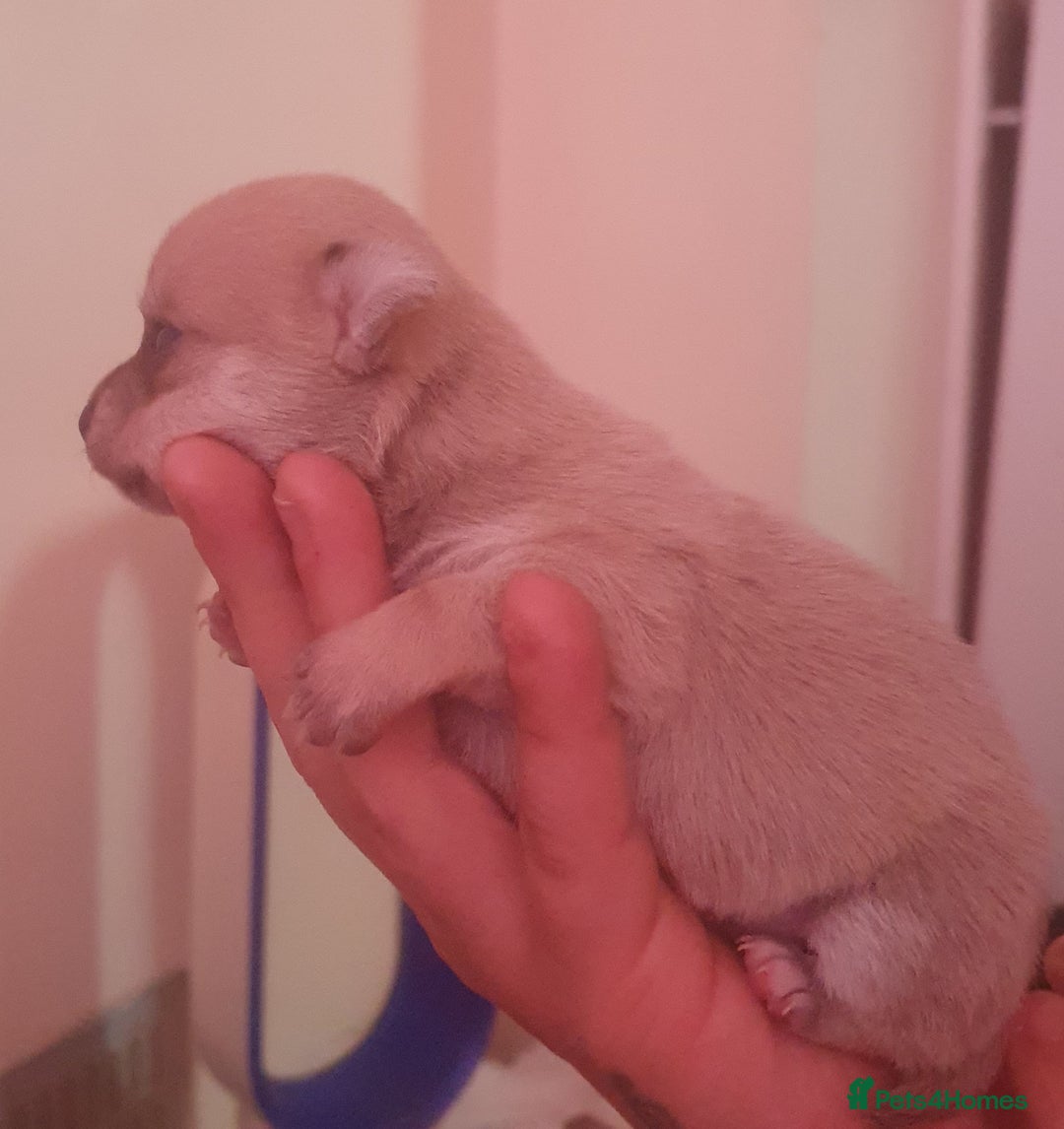 Chihuahua dogs for sale: chihuahua beautiful little girl - Image 3