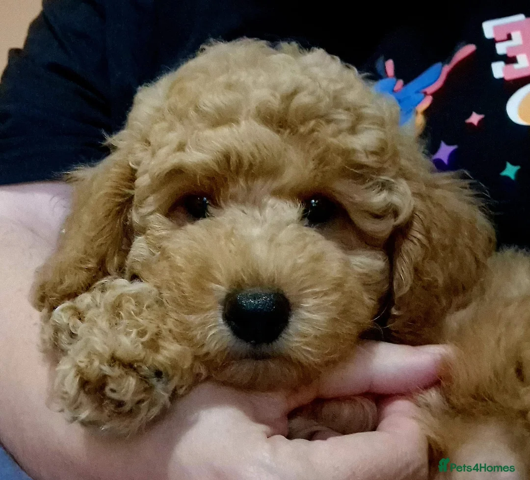 Toy Poodle dogs for stud: Black Phantom Toy Poodle PROVEN - Advert 16