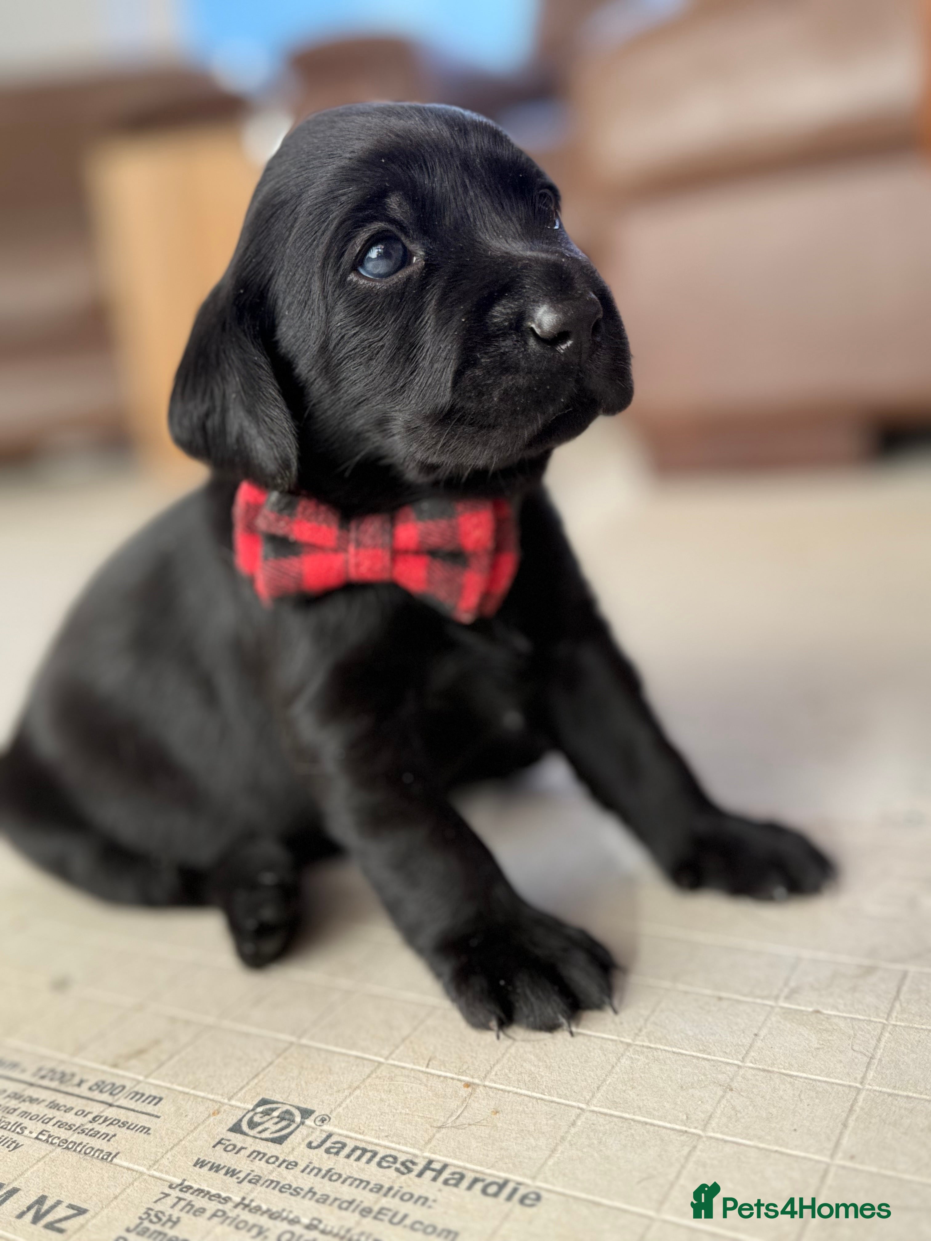 Labrador Retriever dogs Beautiful chunky litter of black pups  - Advert 10