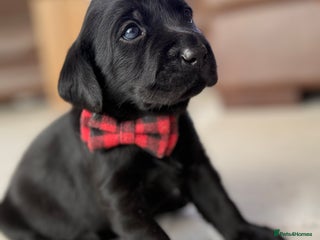 Labrador Retriever dogs Beautiful chunky litter of black pups - Advert 4