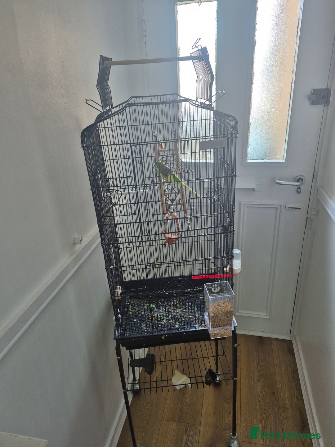 Mixed Breed birds for sale: Beautiful family bird - Image 3