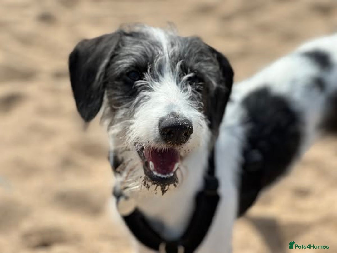 Mixed Breed dogs for sale: Whippet x Miniature Poodle  - Image 15