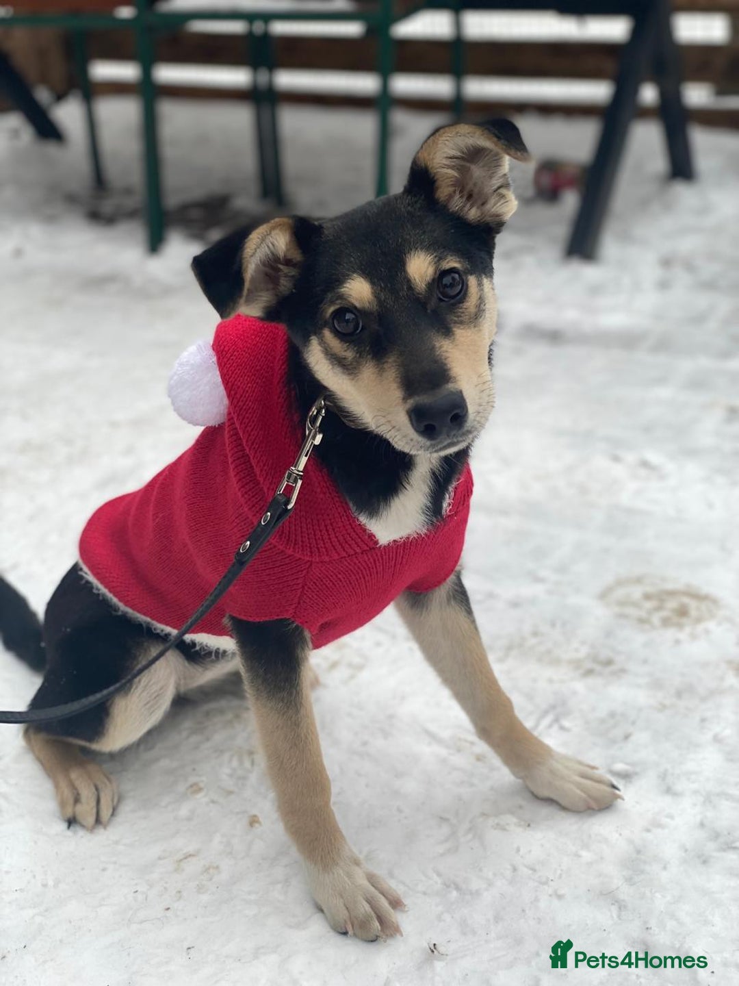 Mixed Breed dogs for adoption: ❤️ZITA&GITA❤️ – Together or Separately - Advert 2