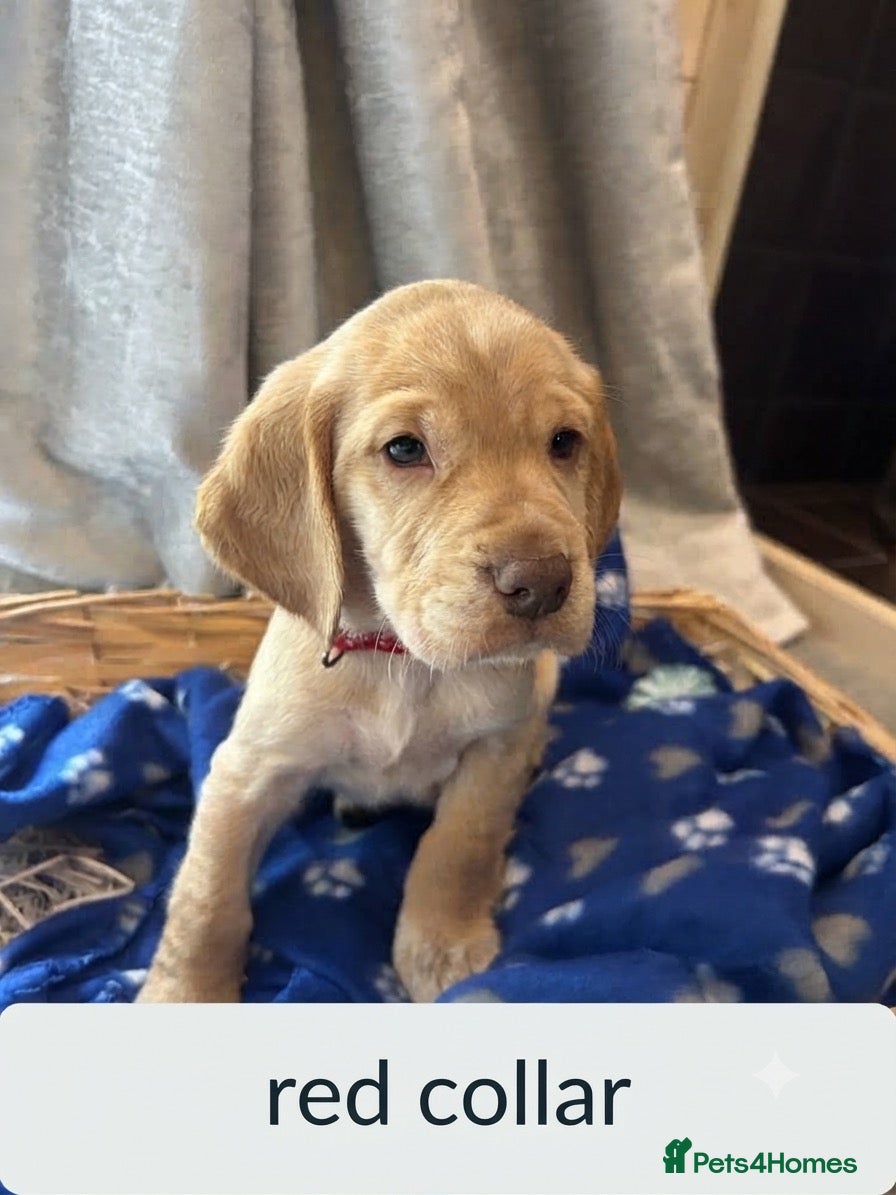 Cocker Spaniel dogs Cocker spaniel puppy’s  - Advert 13