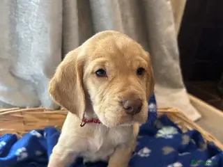 Cocker Spaniel dogs Cocker spaniel puppy’s - Advert 13