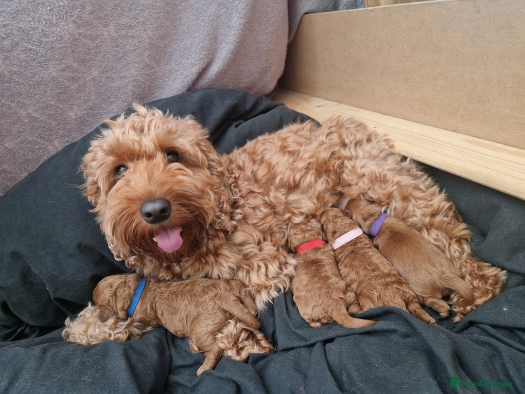 Cockapoo dogs for sale: Cockapoo F1B puppies.  - Image 2