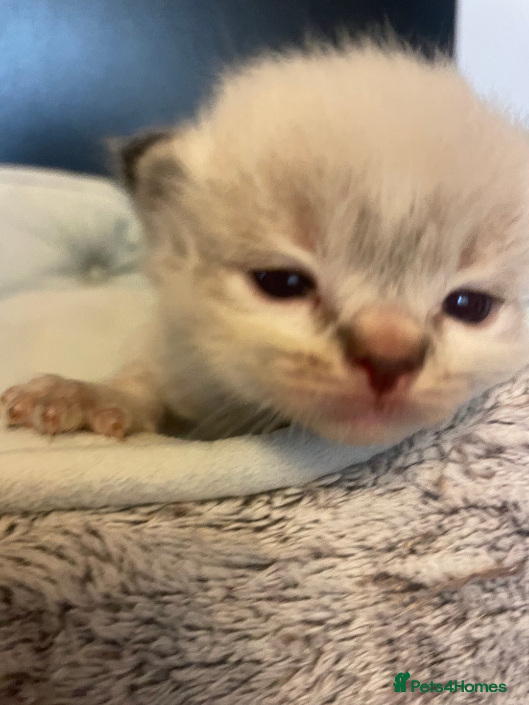 Ragdoll cats for sale: Stunning Ragdoll kittens blue lnyx ready soon  - Image 25