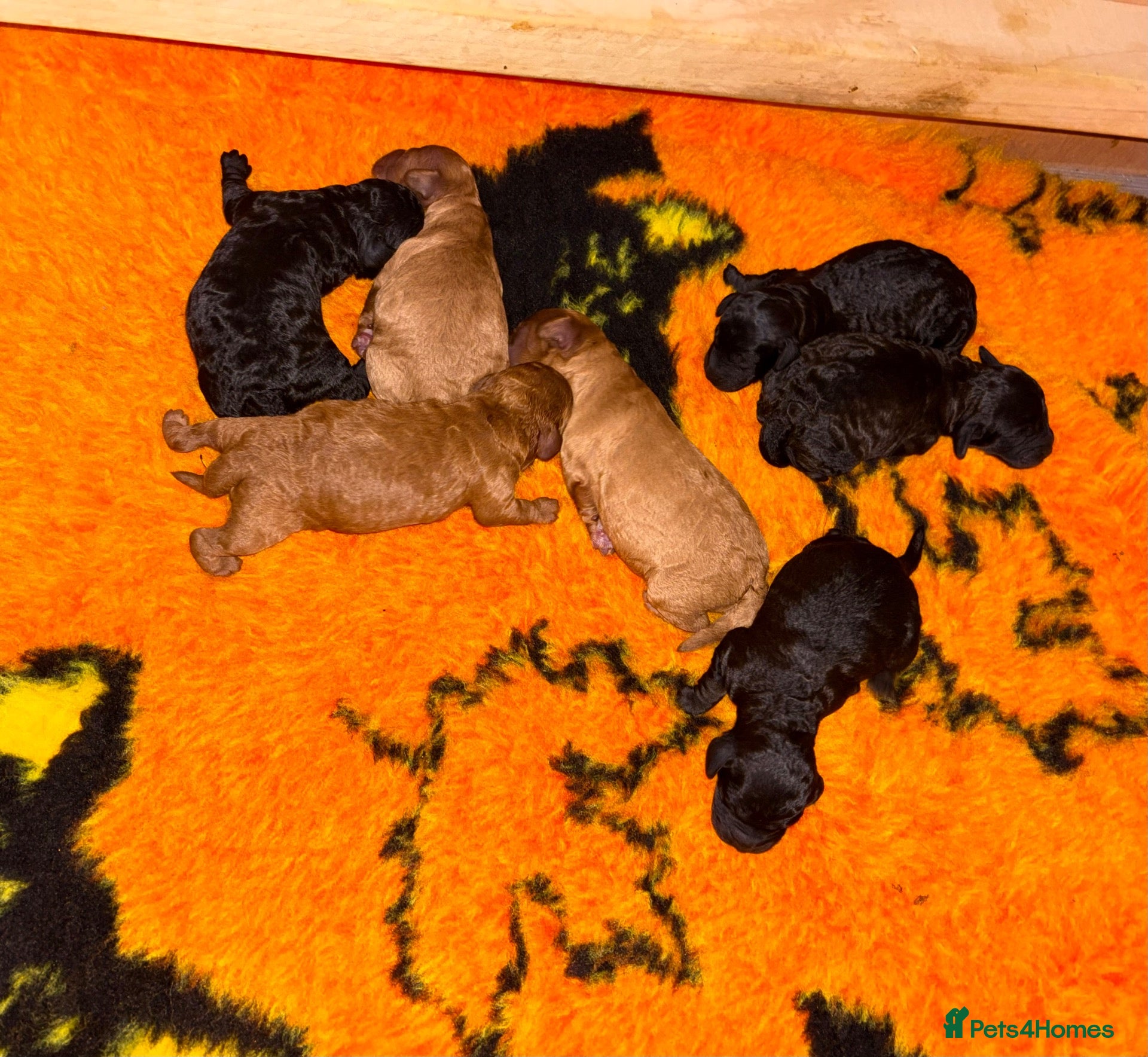 Cockapoo dogs for sale: F1b cockapoo  - Advert 3