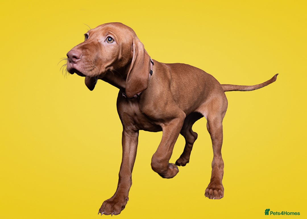 Hungarian Vizsla dogs for sale: One adorable 9week old girl ready to leave - Advert 1