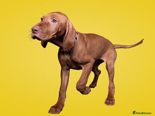 Hungarian Vizsla dogs One adorable 9week old girl ready to leave - Advert 5