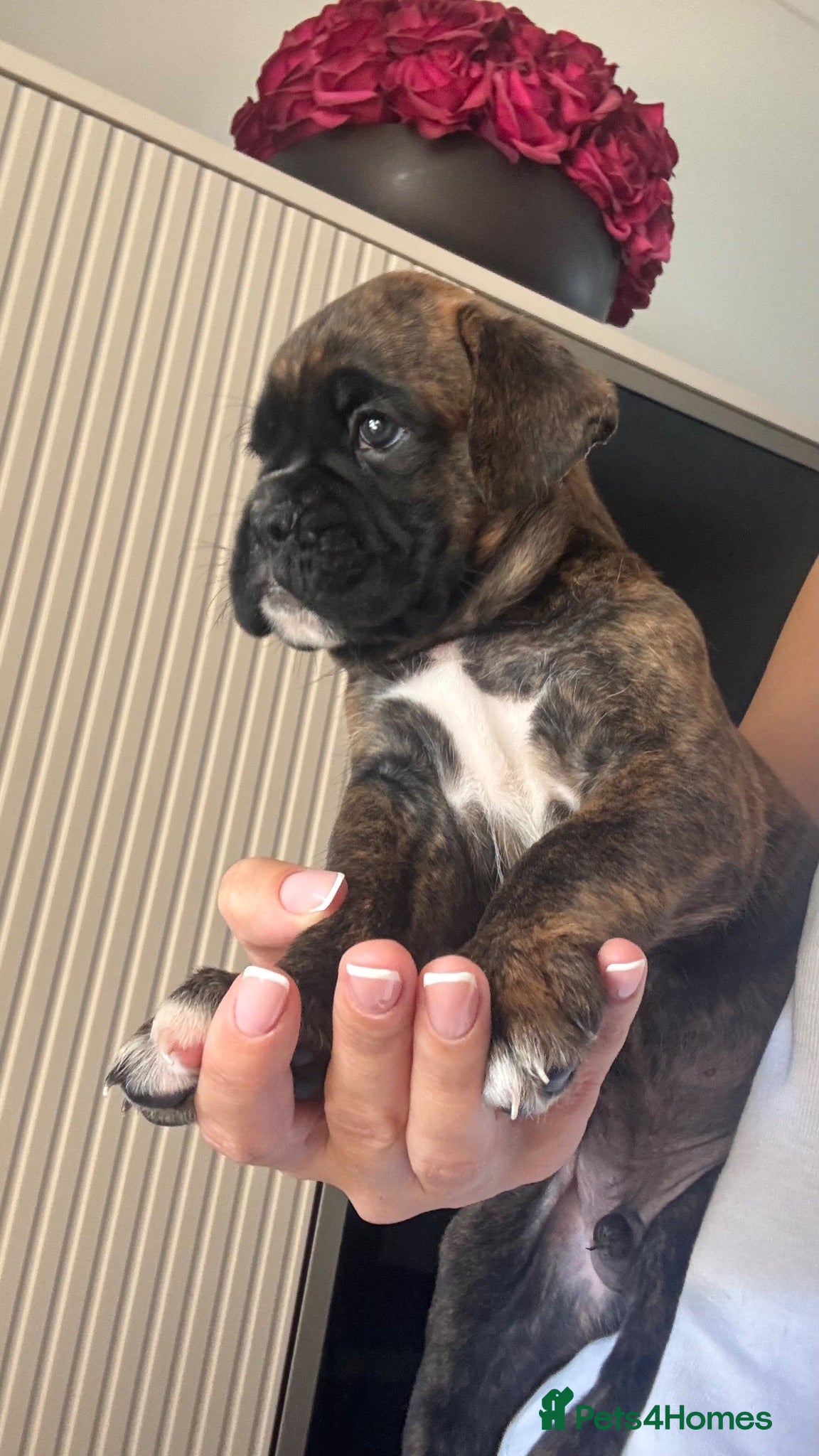 Boxer dogs (KC) ONE BEAUTIFUL BOXER BOY STILL AVAILABLE - Advert 2