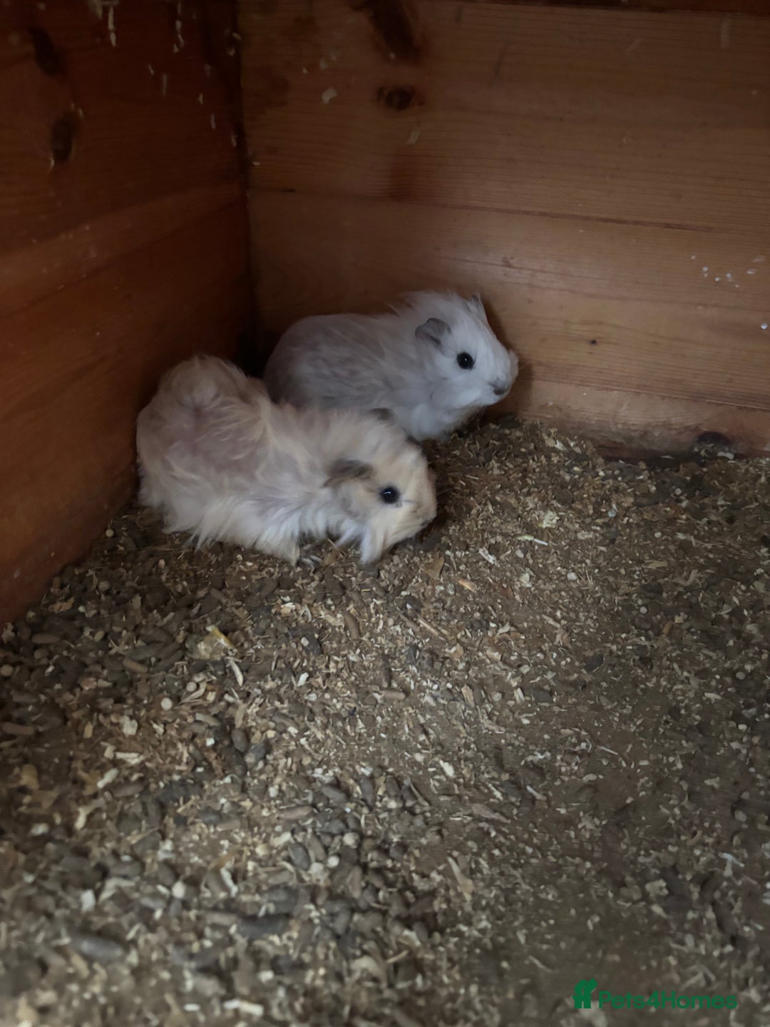 Guinea Pig rodents for sale: 2 Female Guinea Pigs 11 Weeks Old  Lovely Natured - Advert 2