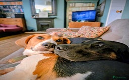 Bloodhound dogs for sale:  Esther, six-year-old female bloodhood - Image 3