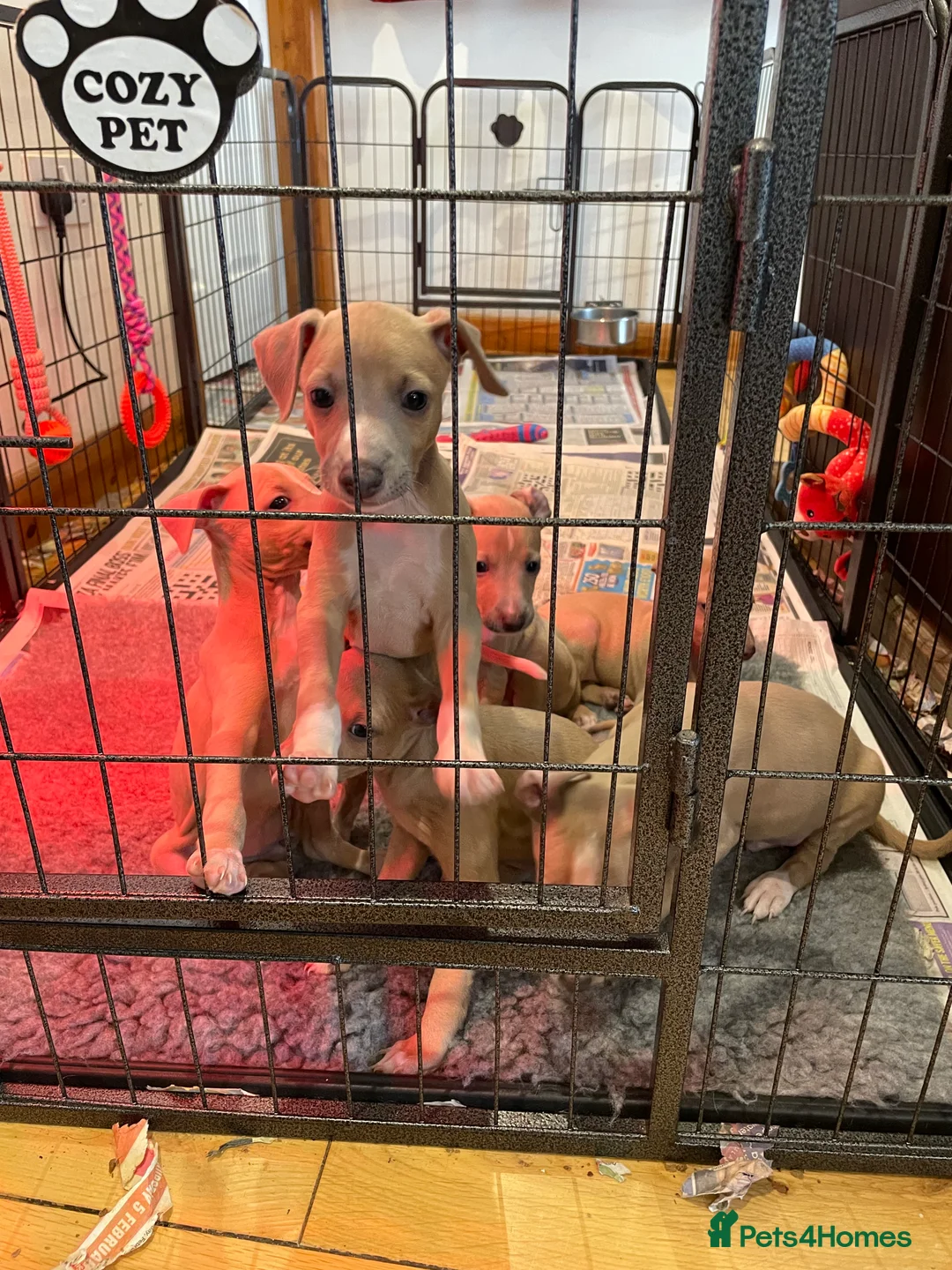 Mixed Breed dogs for sale: Gorgeous 3/4 ITALIAN GREYHOUND pups - Advert 3