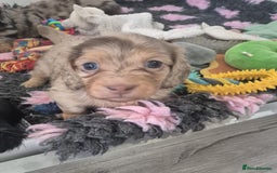 Miniature Dachshund dogs for sale: Miniature long haired dachshund  - Image 4