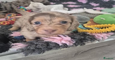 Miniature Dachshund dogs - Advert 13