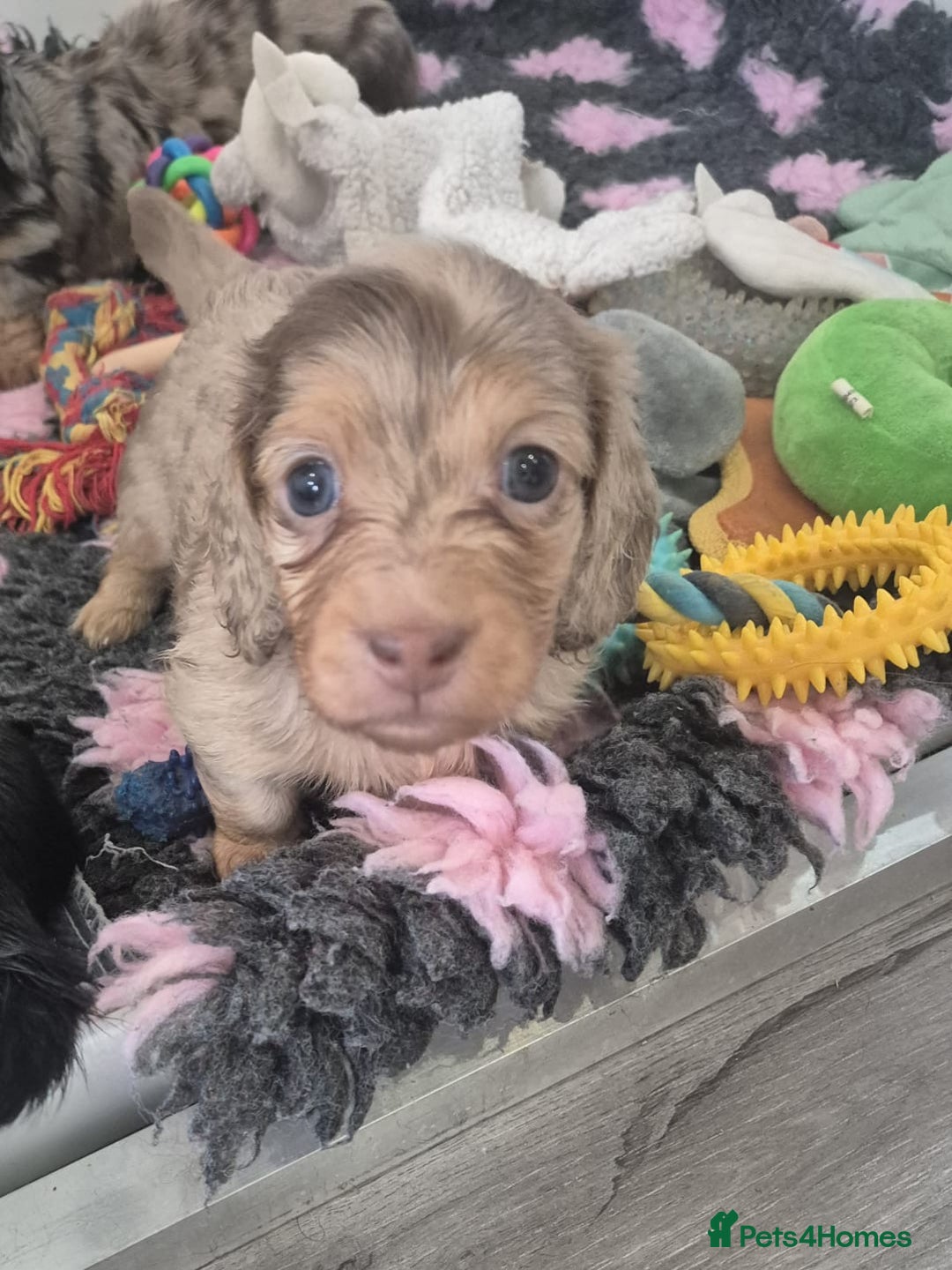 Miniature Dachshund dogs for sale: Miniature long haired dachshund  - Image 4