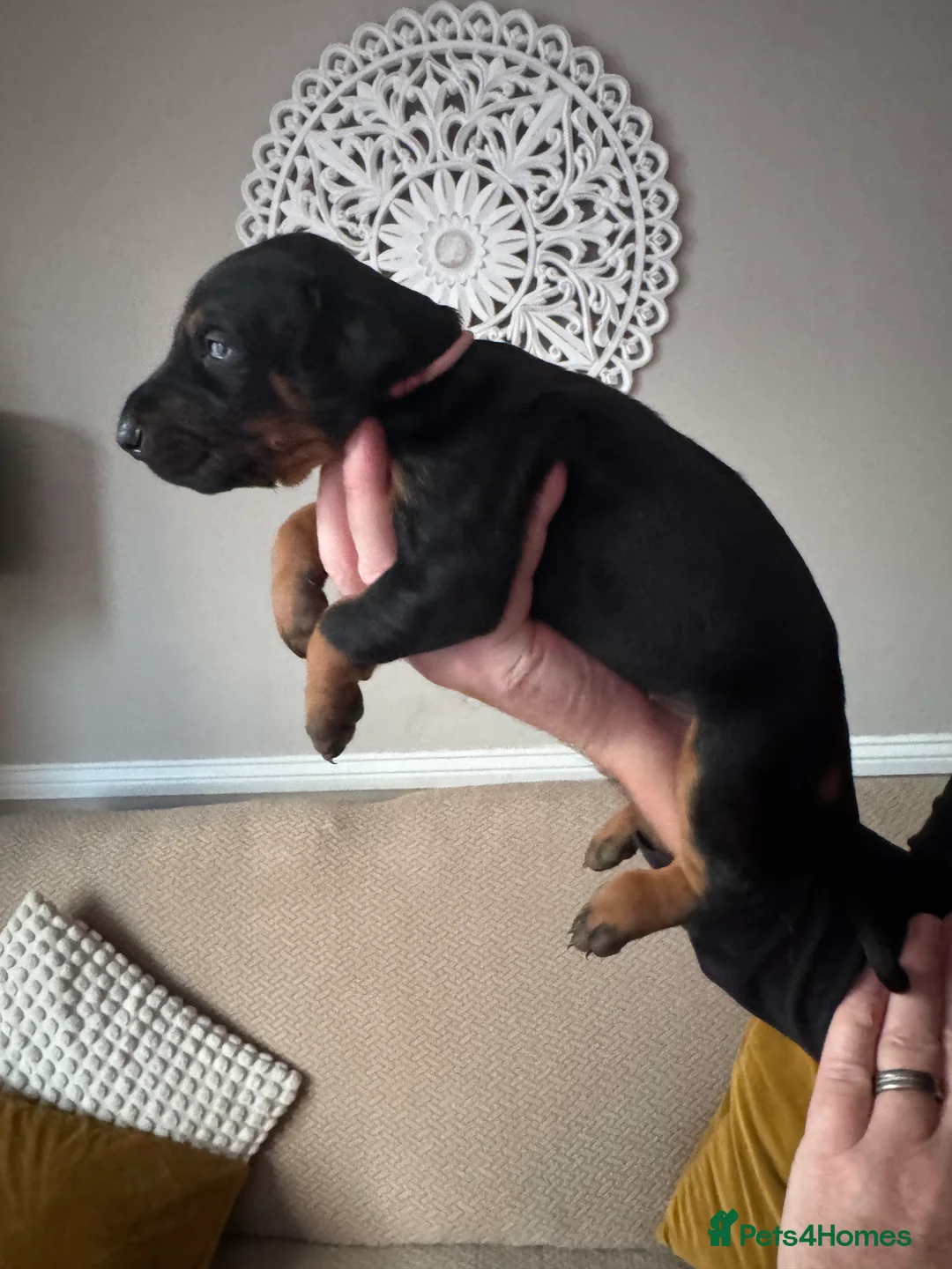 Dobermann dogs for sale: Beautiful Doberman puppies  - Advert 20