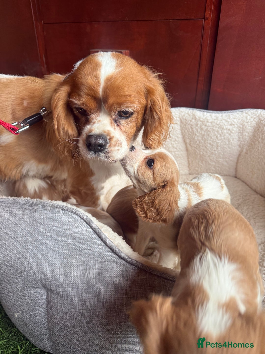 Cavalier King Charles Spaniel dogs for sale: King charles cavalier spaniel  - Advert 10