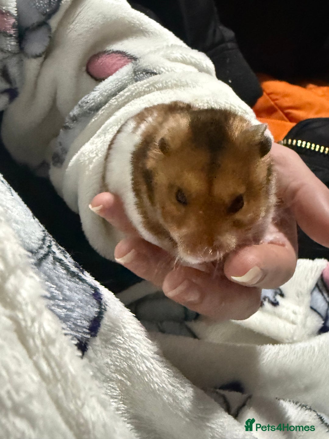 Hamster rodents for sale: Syrian hamster - Advert 1