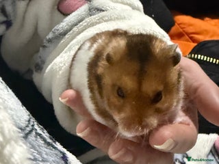 Hamster rodents Syrian hamster - Advert 1