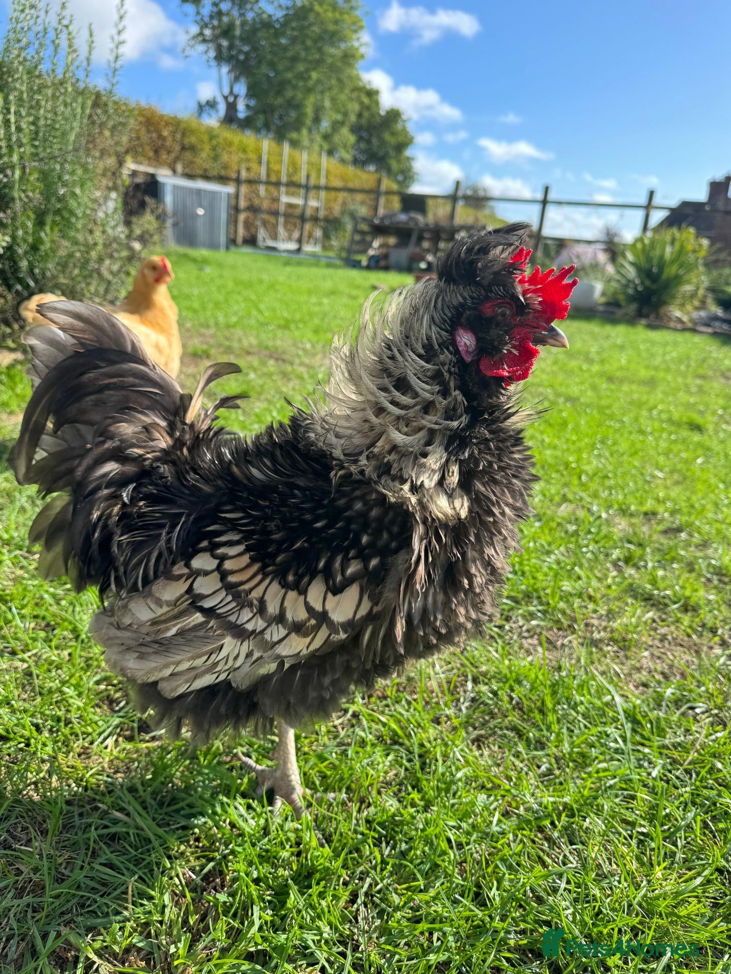 Chickens poultry Beautiful Polish Frizzle Cockerel 🐓 - Advert 3