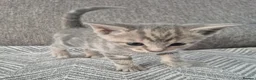 Mixed Breed cats for sale: beautiful little of kittens  - Advert 2