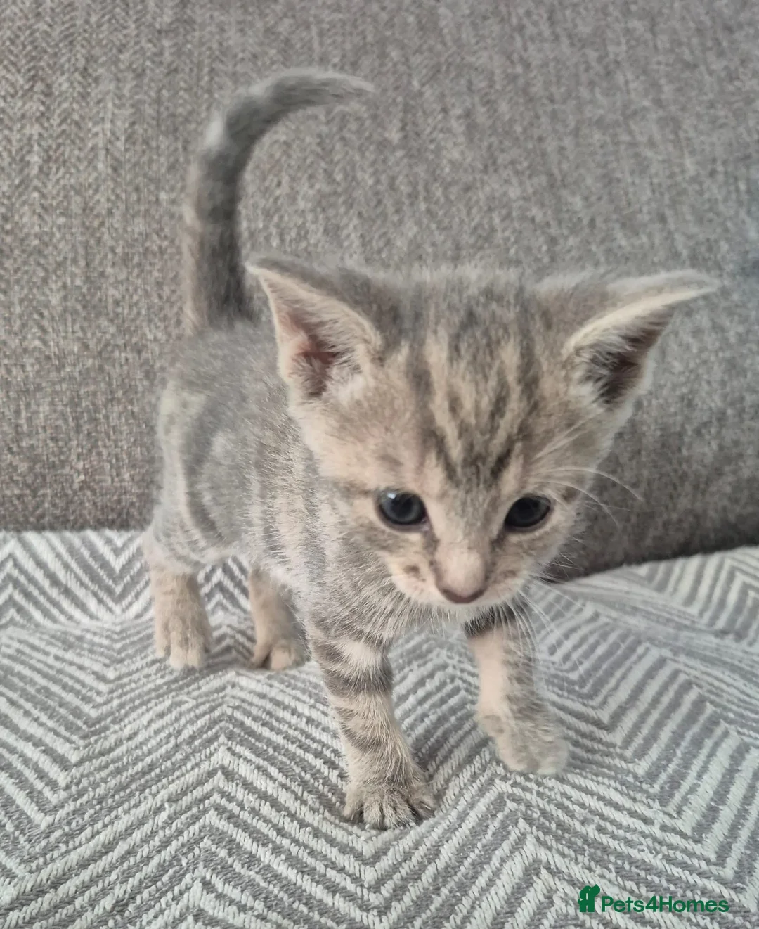 Mixed Breed cats for sale: beautiful little of kittens  - Advert 2