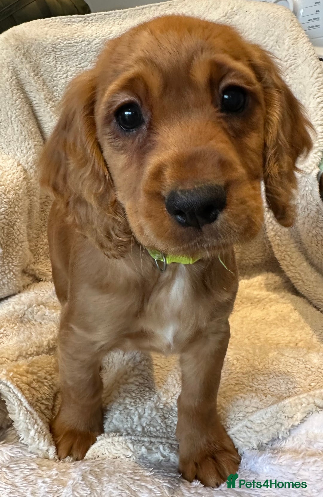 Cocker Spaniel dogs for sale: Extensively Health Tested KC Cocker Spaniels  - Advert 5