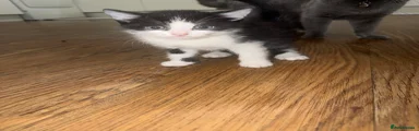 Mixed Breed Kitten 2