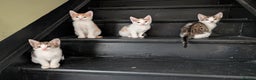 Mixed Breed cats for sale: Kittens ready to go - Advert 3