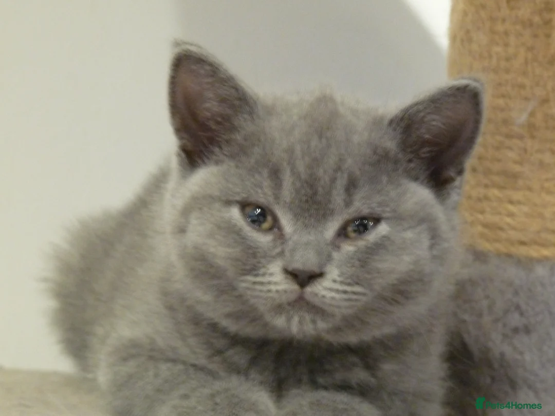 British Shorthair cats for sale: four beautiful british shorthair kittens for sale - Advert 27