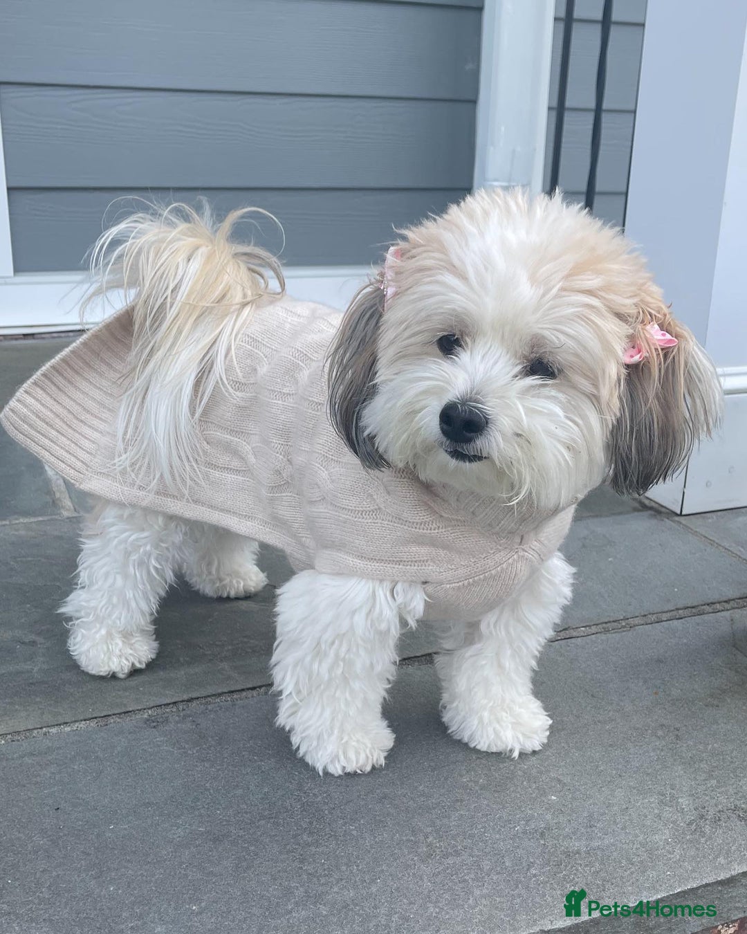 Havanese dogs for sale: Gorgeous Havanese Puppies for sale - Advert 5