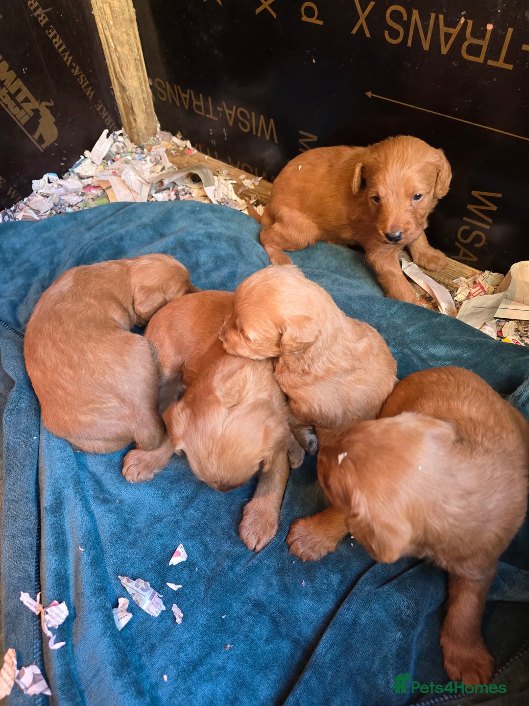 Labradoodle dogs for sale: Beautiful F1 Labradoodles Rich Red - Image 4