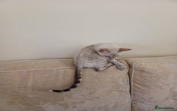 Bengal cats for sale: Health-checked TICA Family Bengal Kitten READY NOW in Warminster - Image 13