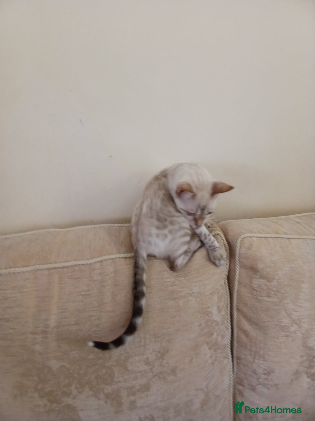 Bengal cats for sale: Health-checked TICA Family Bengal Kitten READY NOW in Warminster - Image 13
