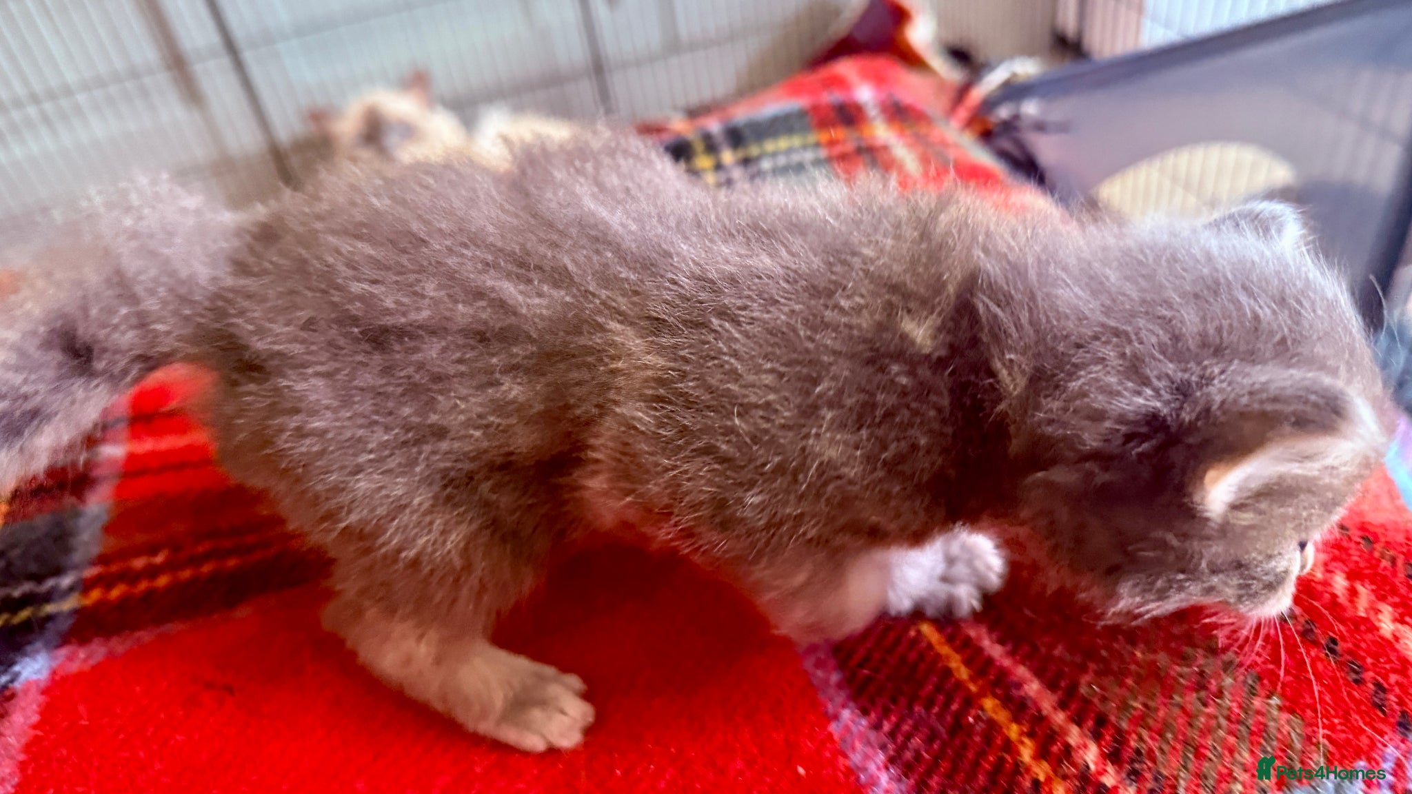 Ragcoon cats for sale: Gorgeous, fluffy litter of 6 RagCoon Kittens - Advert 19