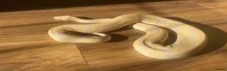Python Snake reptiles for sale: Ball pythons looking for new home  - Advert 12