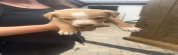 Lurcher dogs for sale: Top quality Lurcher puppies - Advert 17