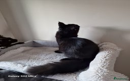 Maine Coon cats for sale: 🎀Females- MAINE COON🎀 - Advert 15