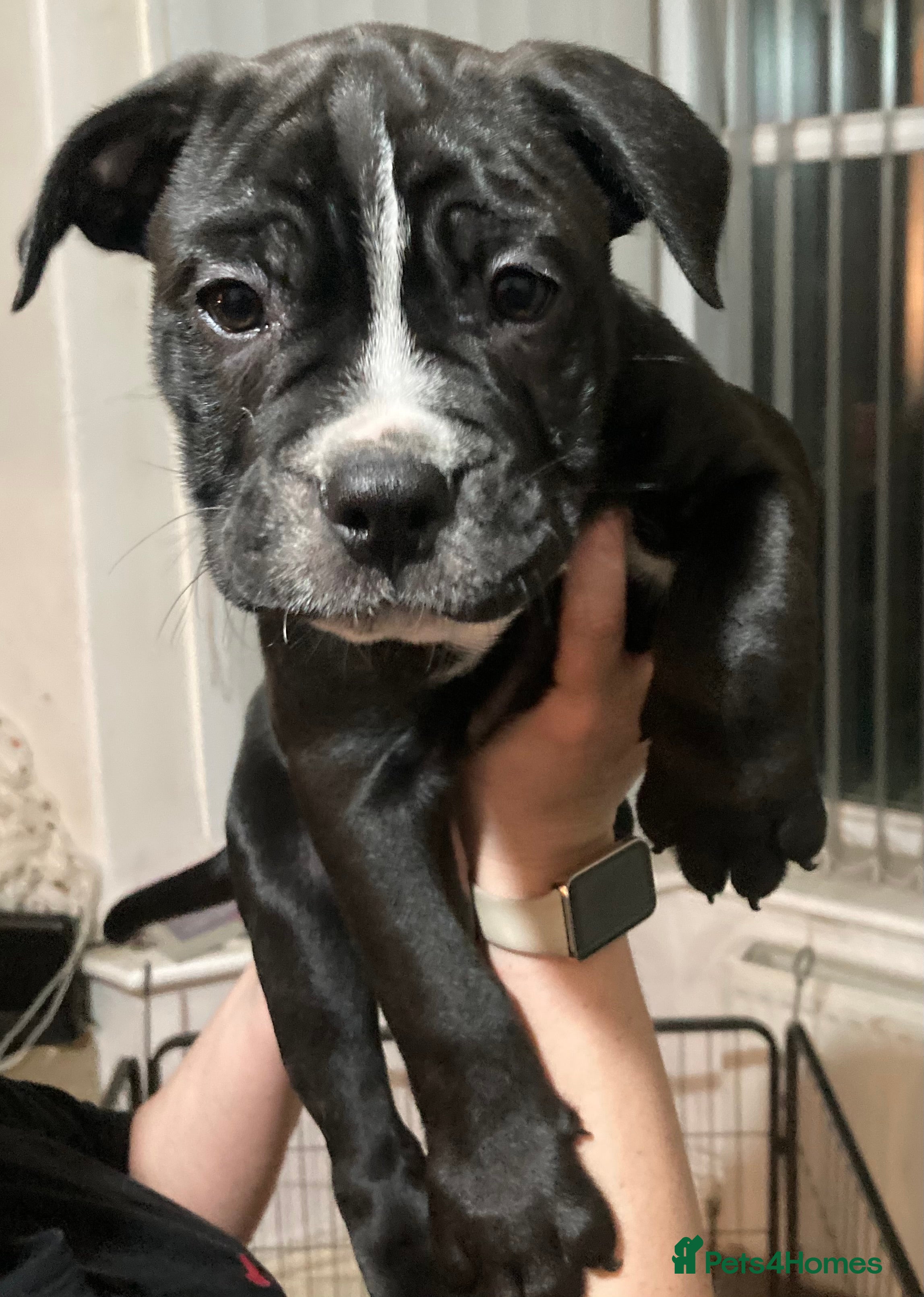 Mixed Breed dogs OLD ENGLISH BULLDOG X - Advert 19