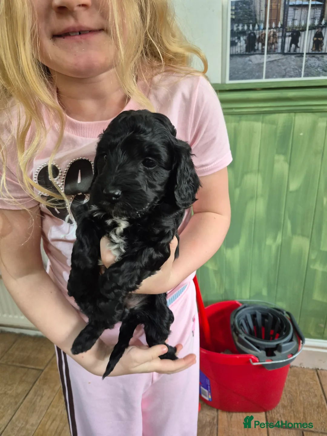 Cockapoo dogs for sale: Beautiful health tested F1 cockapoos - Advert 7