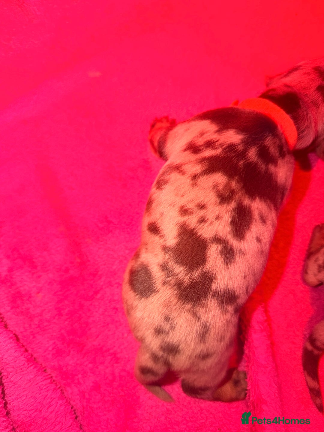 Miniature Dachshund dogs for sale: Miniature Dachshunds puppy's for sale.  - Advert 16