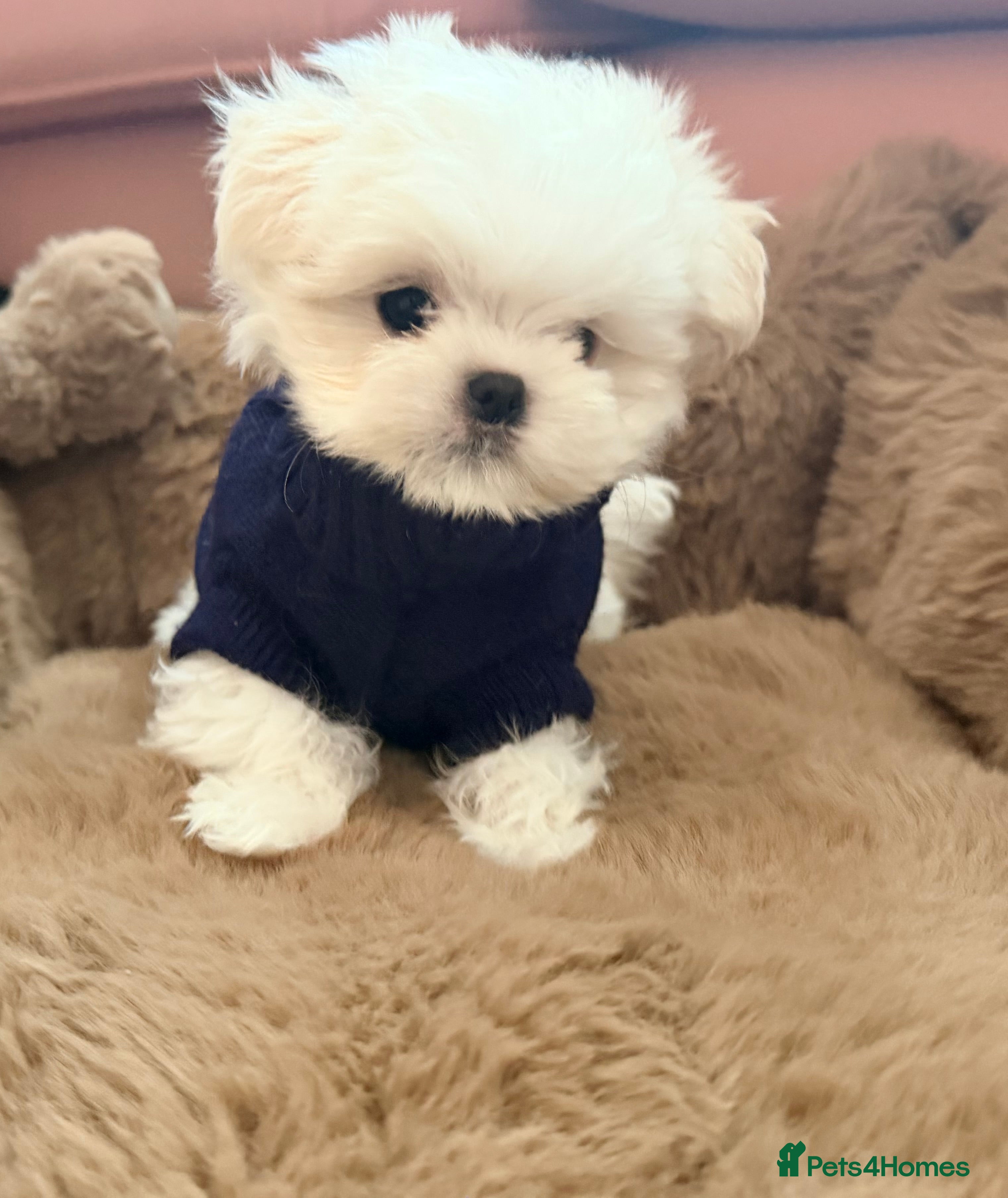 Maltese dogs Full Korean KC Registered little boy. Ready Now!  - Advert 6
