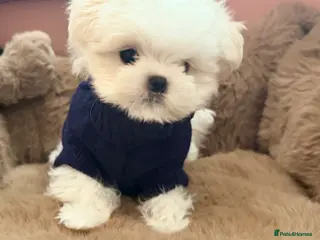 Maltese dogs Full Korean KC Registered little boy. Ready Now! - Advert 6