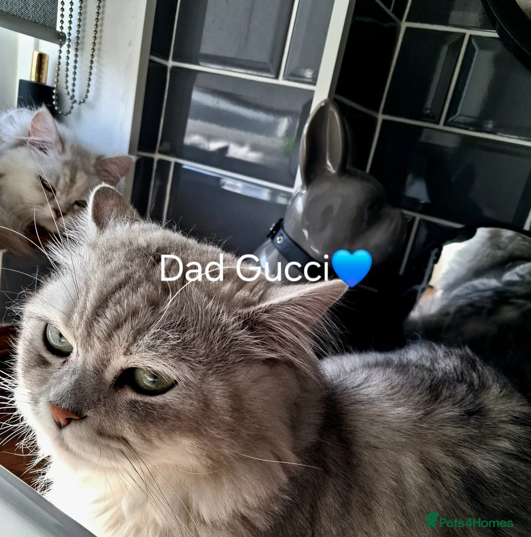 Mixed Breed cats for sale: ❤️Luxury Chinchilla Persian Scottish Fold Kittens - Advert 27